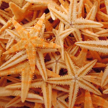 Shell gamtos myli gamtos amatų jūros žvaigždė gamtos žvaigždė Džiovinti 