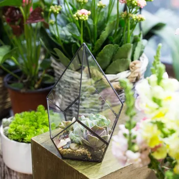 Keturių paviršių Deimantų Meno Succulents Paparčio Samanos, Augalai, Stiklo Taros Bonsai Gėlių Vazonas, skaidraus Stiklo Geometrinis Terariumai Dėžutę