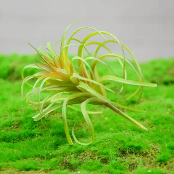 Mini Dirbtinio Fleshiness atogrąžų Kaktusas Augalų Nekilnojamojo Touch Palmių Mini vazoninių Dekoratyvinių Gėlių Namų Talbe Decor1pcs
