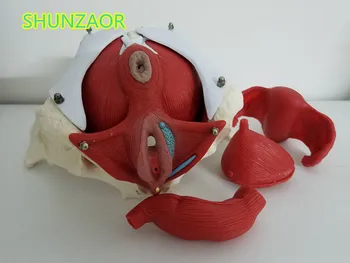 SHUNZAOR Moterų dubens ir lytinių organų modelis,Moterų šlapimo pūslės, dubens raumenų. Reabilitacijos, medicinos