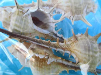 8-9cm Ragana Myli Gamtos Seashell Akvariumas Ornamentu Žuvų Bakas Kraštovaizdžio Jūros Sraigė Namų Apdaila, Sienų Lipdukai
