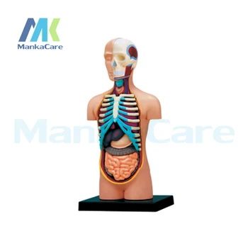 4D Meistras Žmogaus kūno surinkti medicinos žmogaus anatomija skaidriais kūno anatomijos modelis