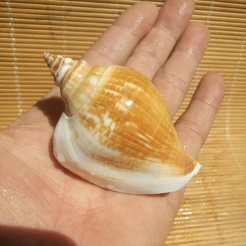 Gamtos amatų sea shell apdailos Akvariumas kraštovaizdžio dizainas conchas seashell beach vestuvių papuošalai zakka namų dekoro