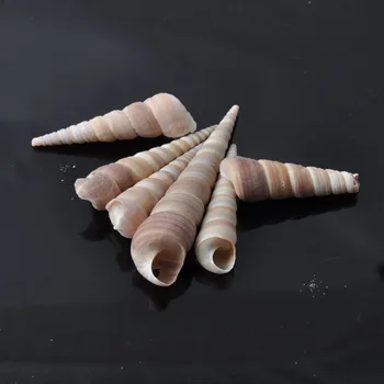 40-60mm Gamtos Spiralės Seashell užrašų knygelė Amatų Reikmenys Beachy Namų Dekoro 