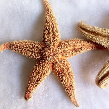 Didmeninė gamtinių Žvaigždė Piršto žvaigždė namų puošybai Jūros stiliaus vestuvių virtos bandelės žvaigždė jūros žvaigždė amatai