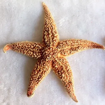 Didmeninė gamtinių Žvaigždė Piršto žvaigždė namų puošybai Jūros stiliaus vestuvių virtos bandelės žvaigždė jūros žvaigždė amatai